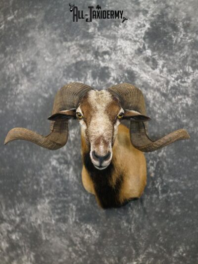Corsican Ram taxidermy mount SKU 2345