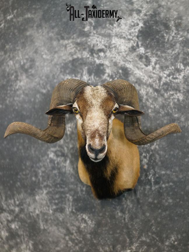 Corsican Ram taxidermy mount SKU 2345