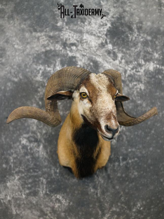 Corsican Ram taxidermy mount SKU 2345 - Image 2