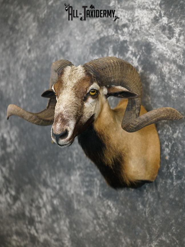 Corsican Ram taxidermy mount SKU 2345 - Image 9