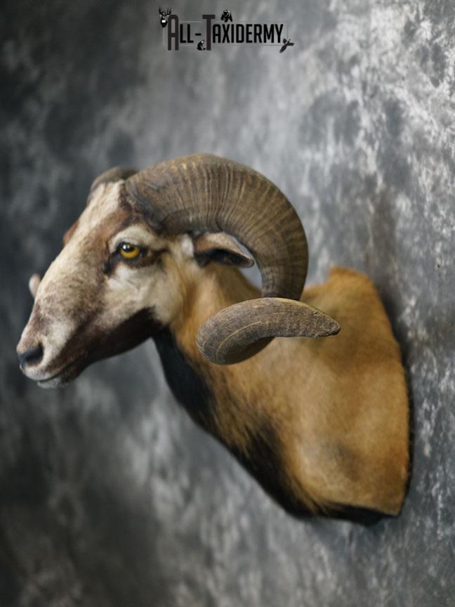 Corsican Ram taxidermy mount SKU 2345 - Image 8