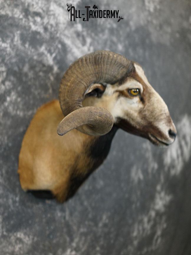 Corsican Ram taxidermy mount SKU 2345 - Image 7