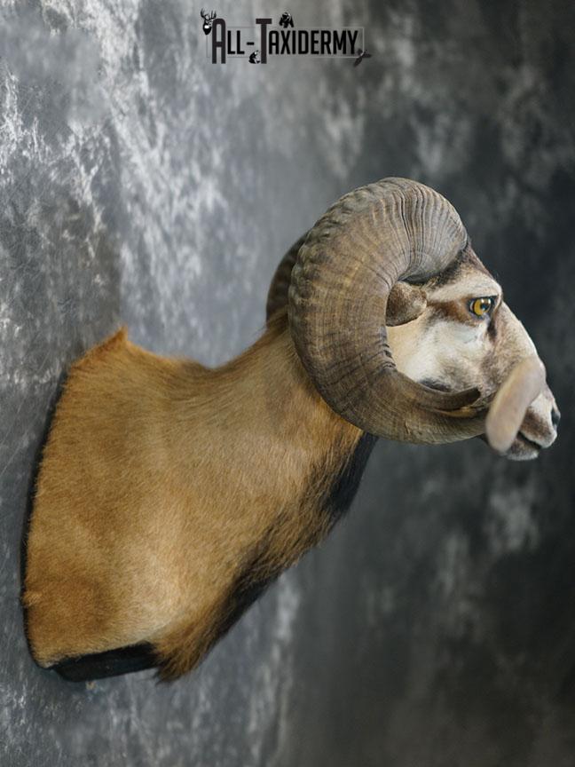Corsican Ram taxidermy mount SKU 2345 - Image 6