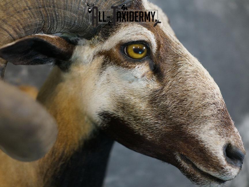 Corsican Ram taxidermy mount SKU 2345 - Image 5