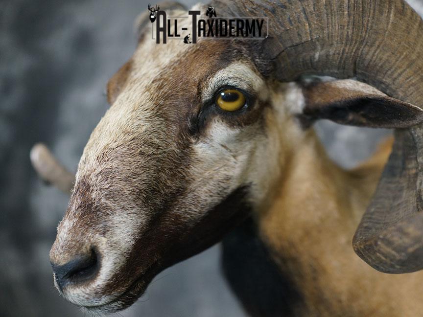 Corsican Ram taxidermy mount SKU 2345 - Image 4