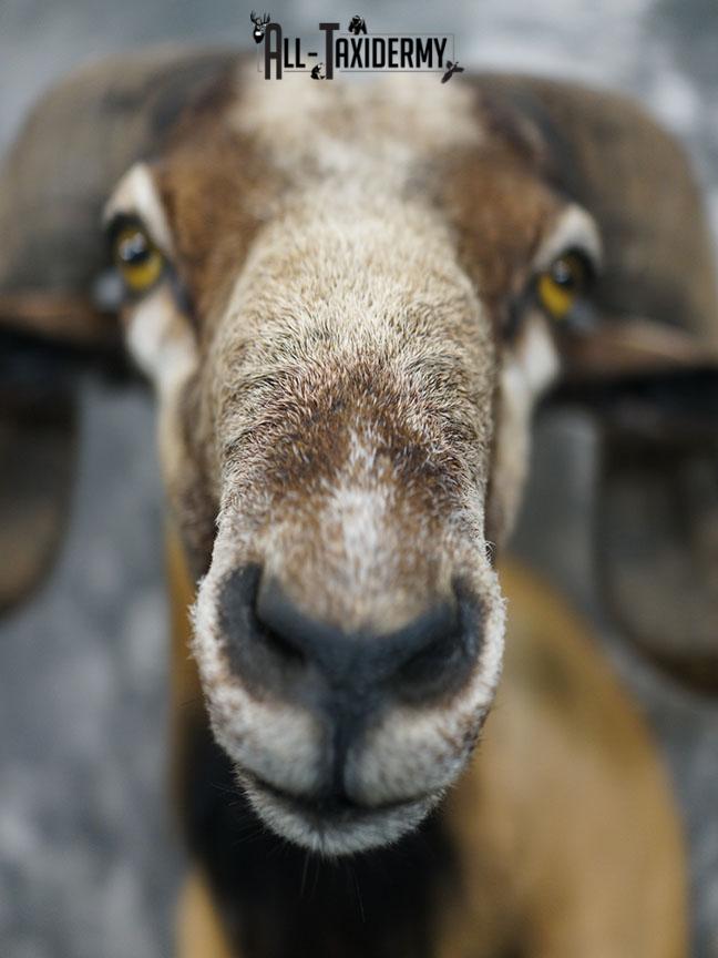 Corsican Ram taxidermy mount SKU 2345 - Image 3
