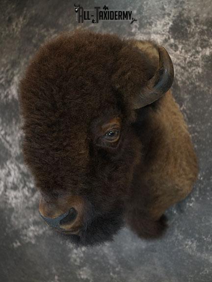 Bison taxidermy shoulder mount SKU 2348
