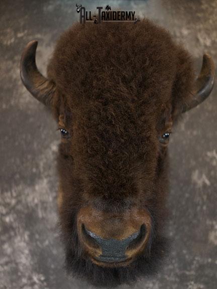 Bison taxidermy shoulder mount SKU 2348 - Image 2