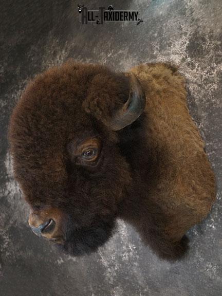 Bison taxidermy shoulder mount SKU 2348 - Image 11