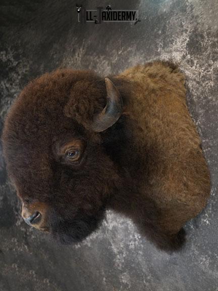 Bison taxidermy shoulder mount SKU 2348 - Image 10