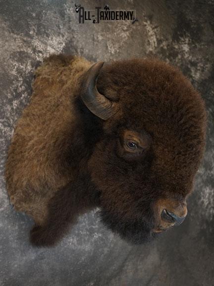 Bison taxidermy shoulder mount SKU 2348 - Image 9