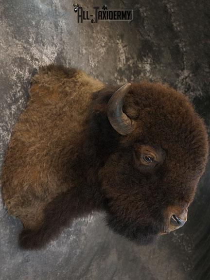 Bison taxidermy shoulder mount SKU 2348 - Image 8