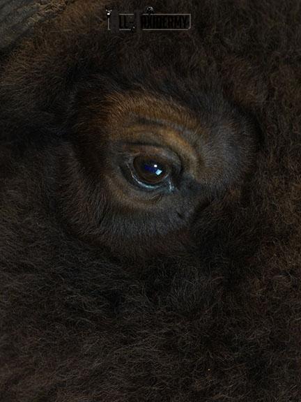 Bison taxidermy shoulder mount SKU 2348 - Image 7