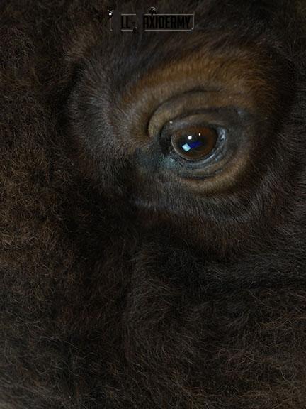 Bison taxidermy shoulder mount SKU 2348 - Image 6