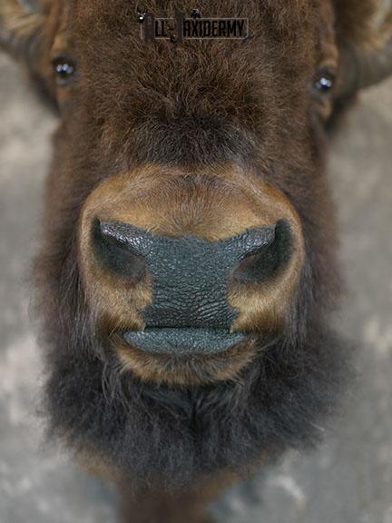 Bison taxidermy shoulder mount SKU 2348 - Image 5