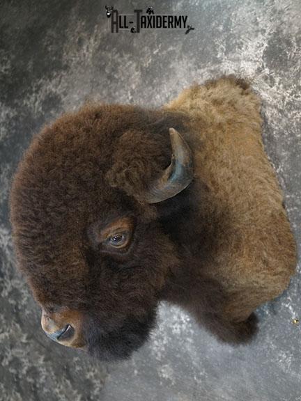 Bison taxidermy shoulder mount SKU 2348 - Image 4