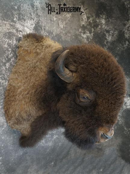 Bison taxidermy shoulder mount SKU 2348 - Image 3