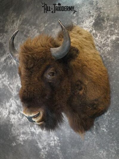 European Bison taxidermy shoulder mount SKU 2349