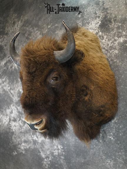 European Bison taxidermy shoulder mount SKU 2349