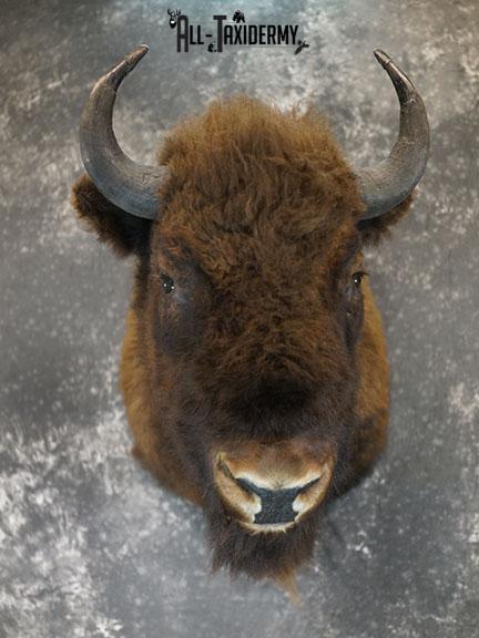 European Bison taxidermy shoulder mount SKU 2349 - Image 2