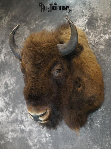 European Bison taxidermy shoulder mount SKU 2349 - Image 10