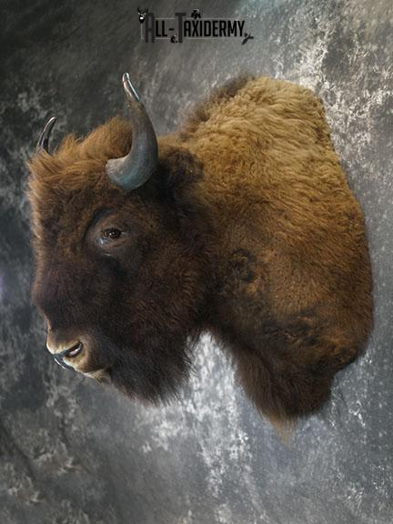 European Bison taxidermy shoulder mount SKU 2349 - Image 9