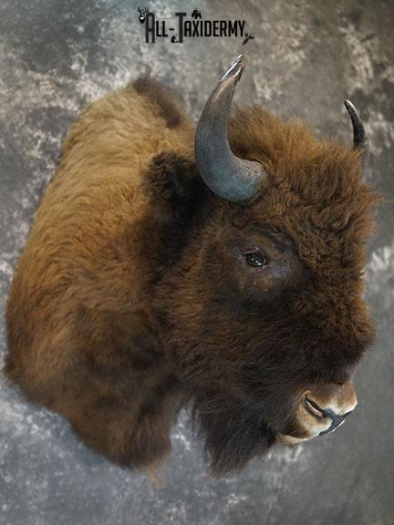 European Bison taxidermy shoulder mount SKU 2349 - Image 8