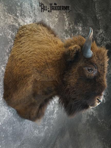 European Bison taxidermy shoulder mount SKU 2349 - Image 7