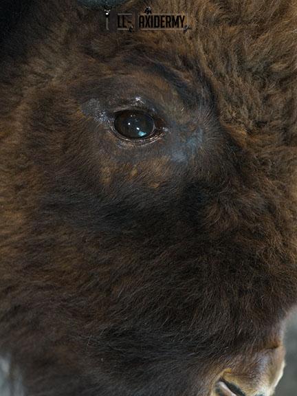 European Bison taxidermy shoulder mount SKU 2349 - Image 6