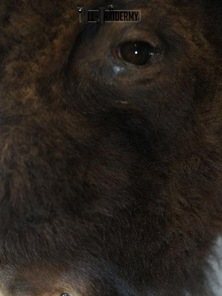 European Bison taxidermy shoulder mount SKU 2349 - Image 5