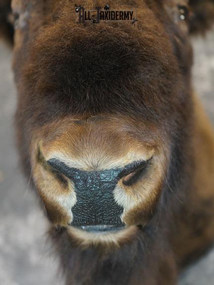 European Bison taxidermy shoulder mount SKU 2349 - Image 4