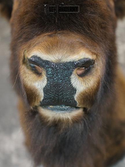 European Bison taxidermy shoulder mount SKU 2349 - Image 3