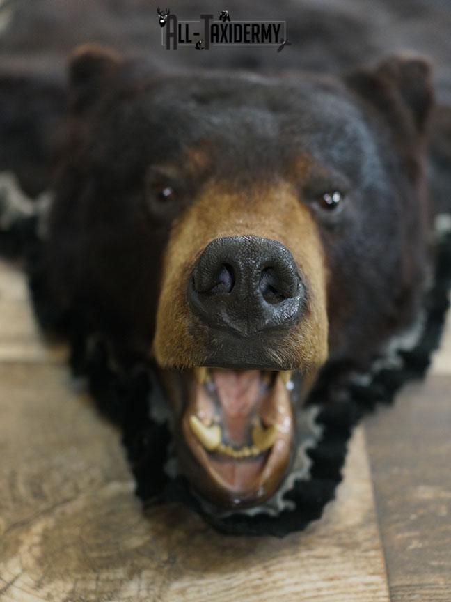 XL Black bear rug taxidermy mount SKU 2347 - Image 3