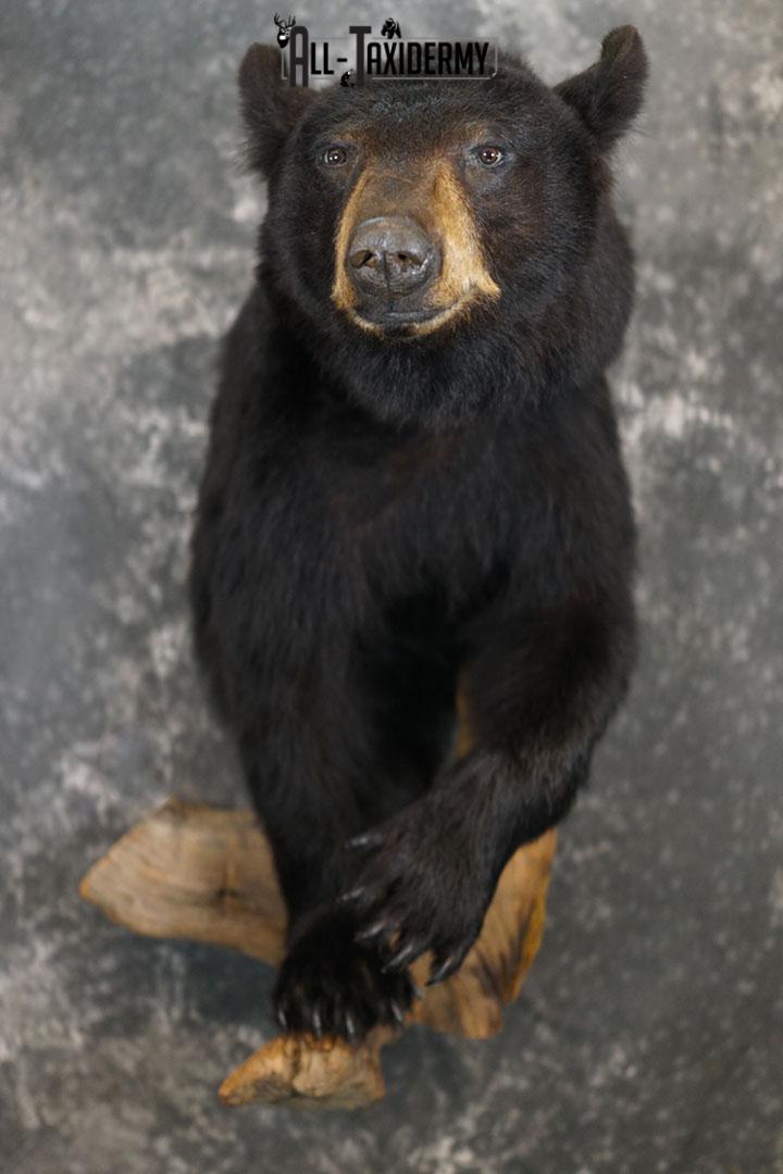 1/2 Body Black bear taxidermy mount SKU 2359