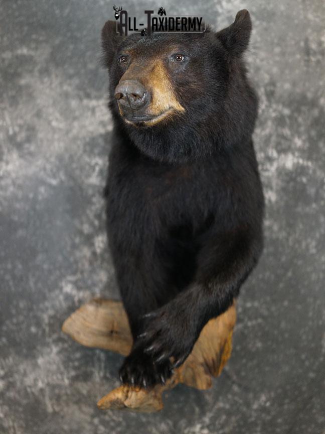 1/2 Body Black bear taxidermy mount SKU 2359 - Image 2