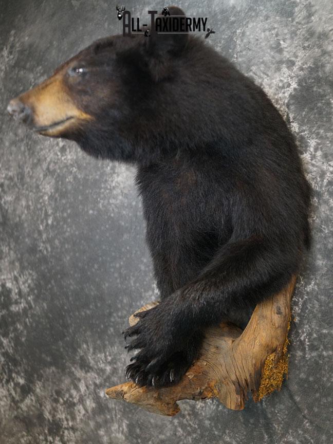 1/2 Body Black bear taxidermy mount SKU 2359 - Image 12