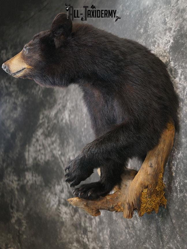 1/2 Body Black bear taxidermy mount SKU 2359 - Image 11