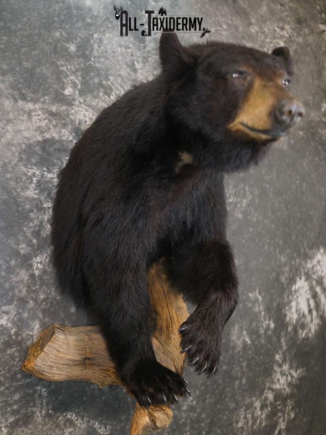 1/2 Body Black bear taxidermy mount SKU 2359 - Image 10