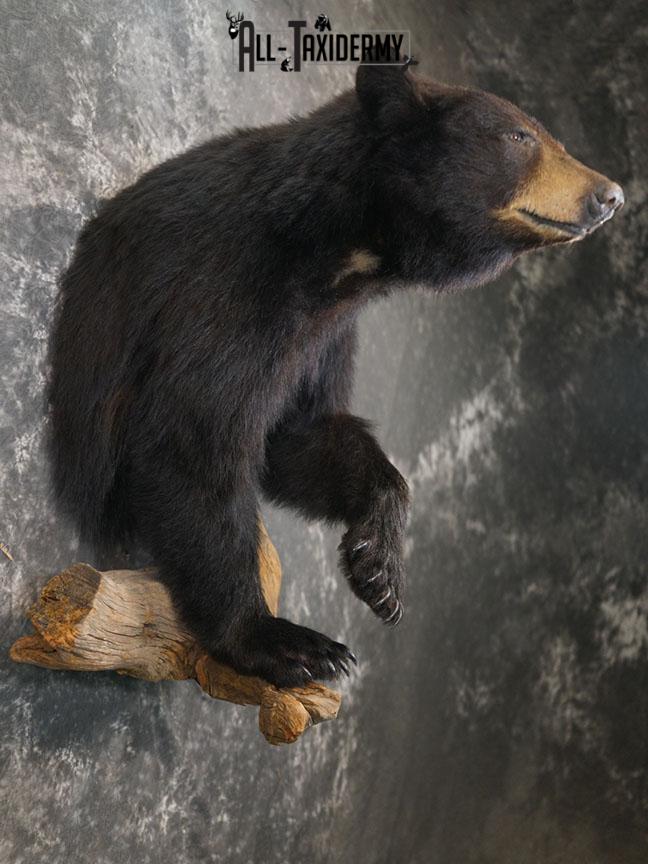1/2 Body Black bear taxidermy mount SKU 2359 - Image 9