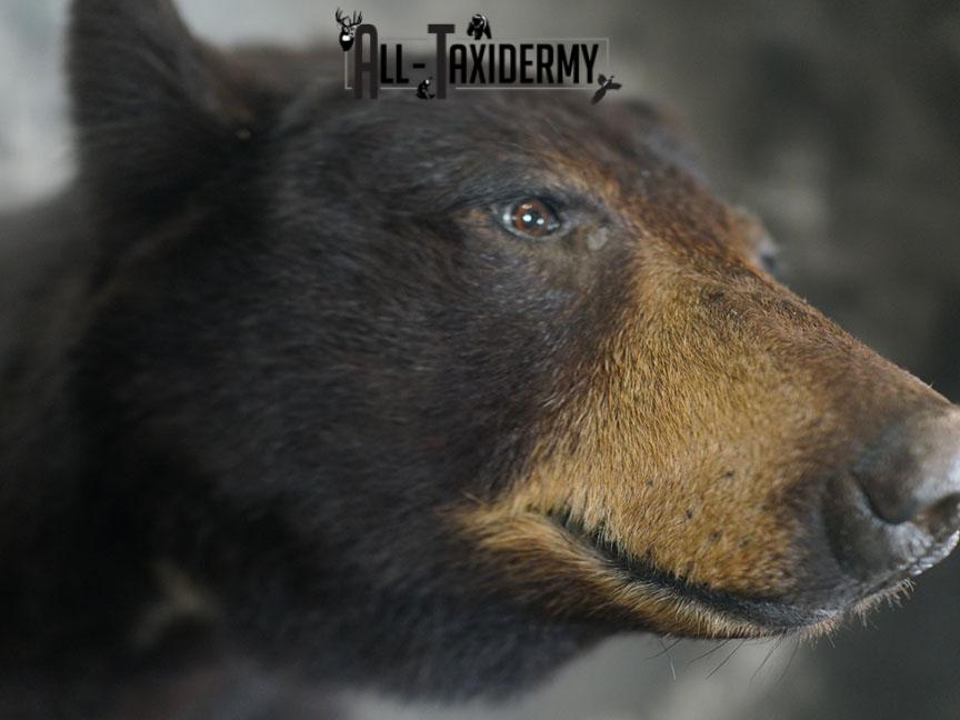 1/2 Body Black bear taxidermy mount SKU 2359 - Image 8
