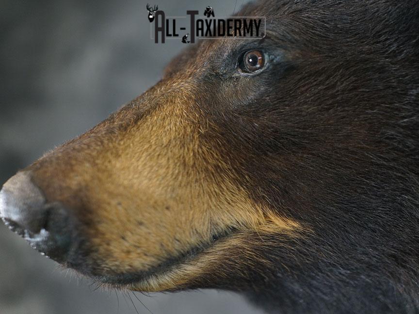 1/2 Body Black bear taxidermy mount SKU 2359 - Image 7