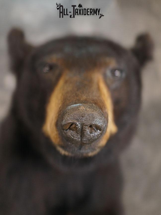 1/2 Body Black bear taxidermy mount SKU 2359 - Image 6