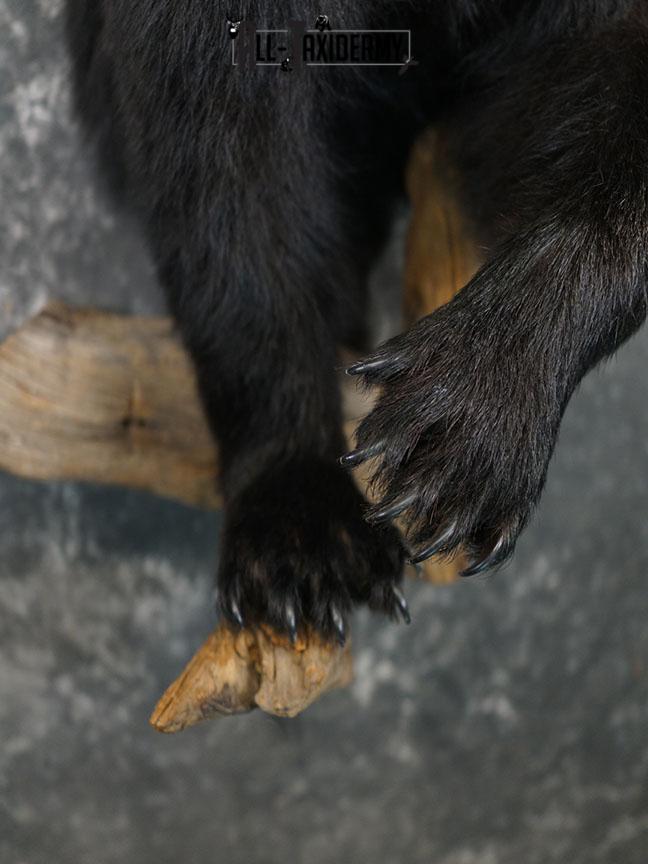 1/2 Body Black bear taxidermy mount SKU 2359 - Image 5