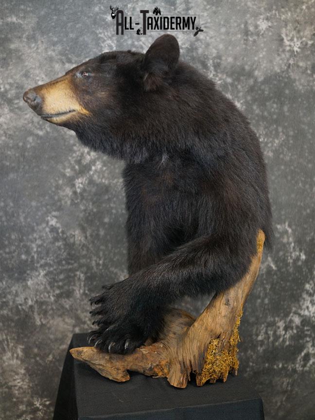 1/2 Body Black bear taxidermy mount SKU 2359 - Image 4