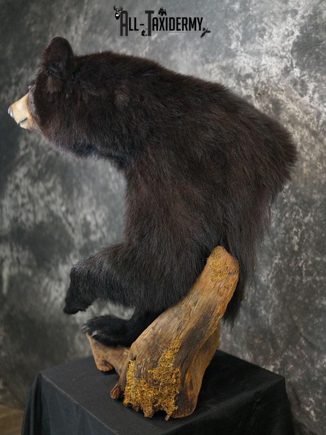 1/2 Body Black bear taxidermy mount SKU 2359 - Image 3