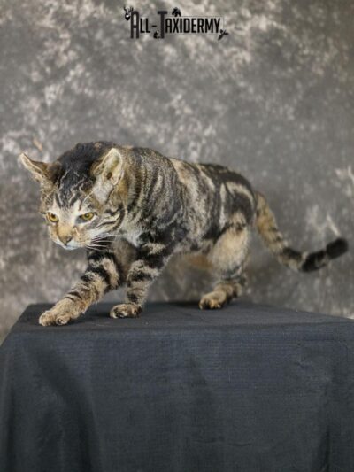 African hybrid taxidermy cat SKU 2361