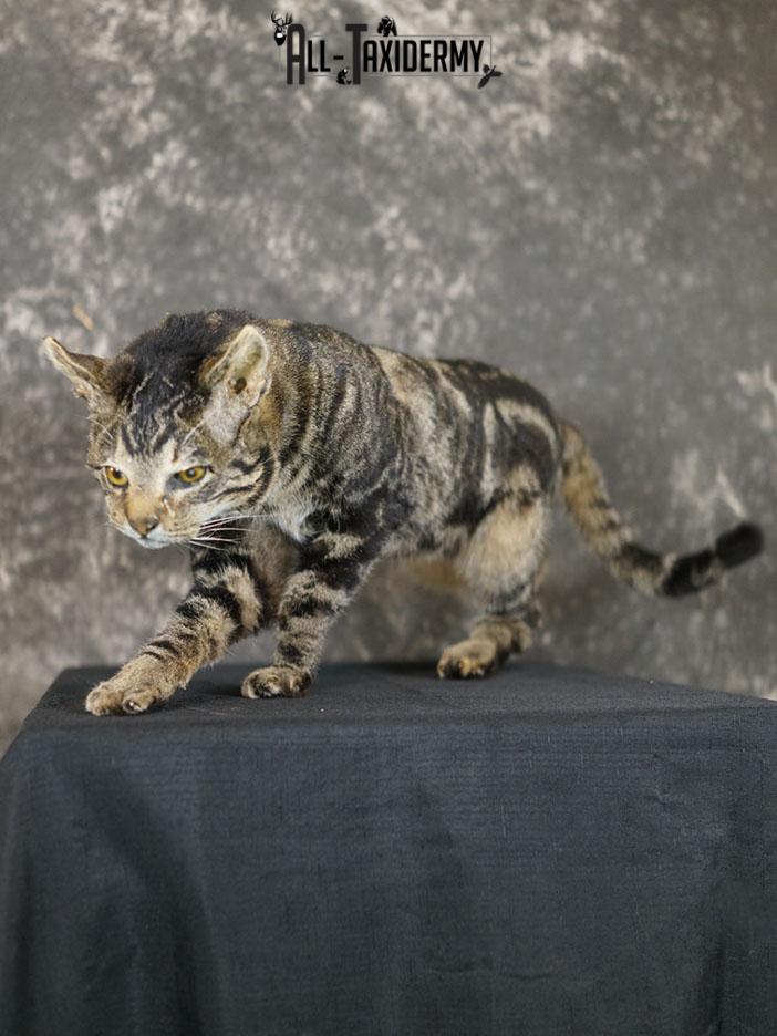 African hybrid taxidermy cat SKU 2361