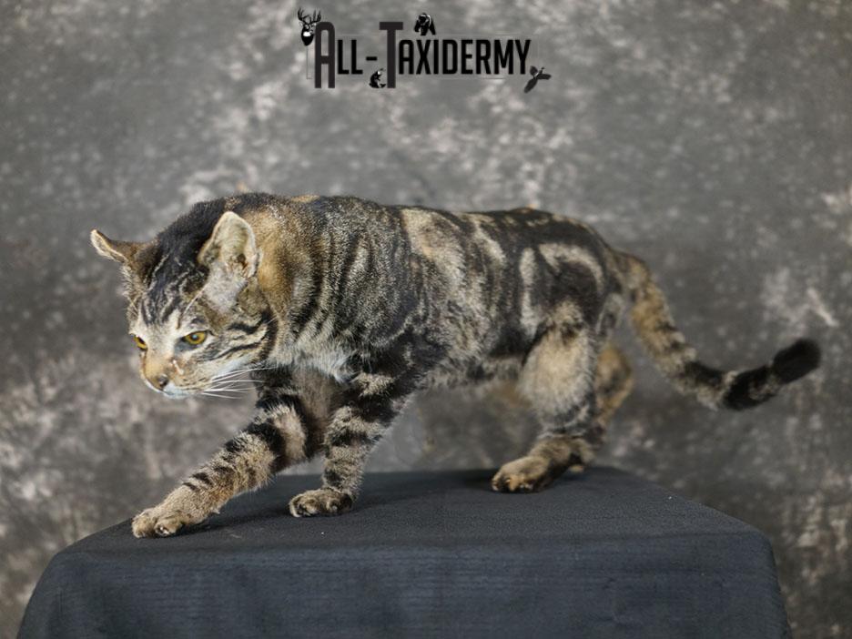 African hybrid taxidermy cat SKU 2361 - Image 2
