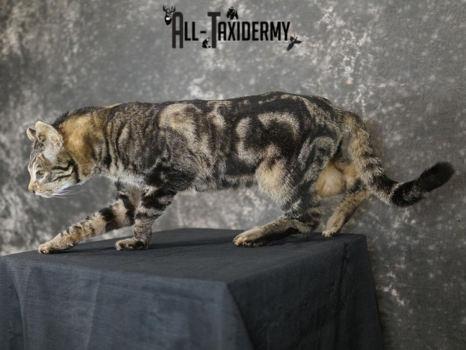 African hybrid taxidermy cat SKU 2361 - Image 7