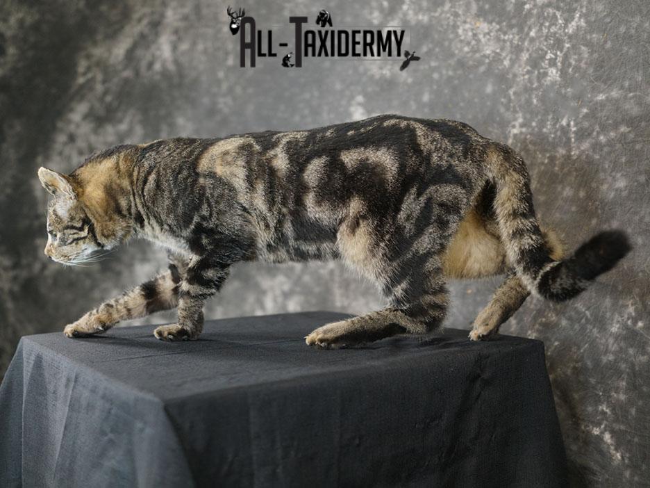 African hybrid taxidermy cat SKU 2361 - Image 6